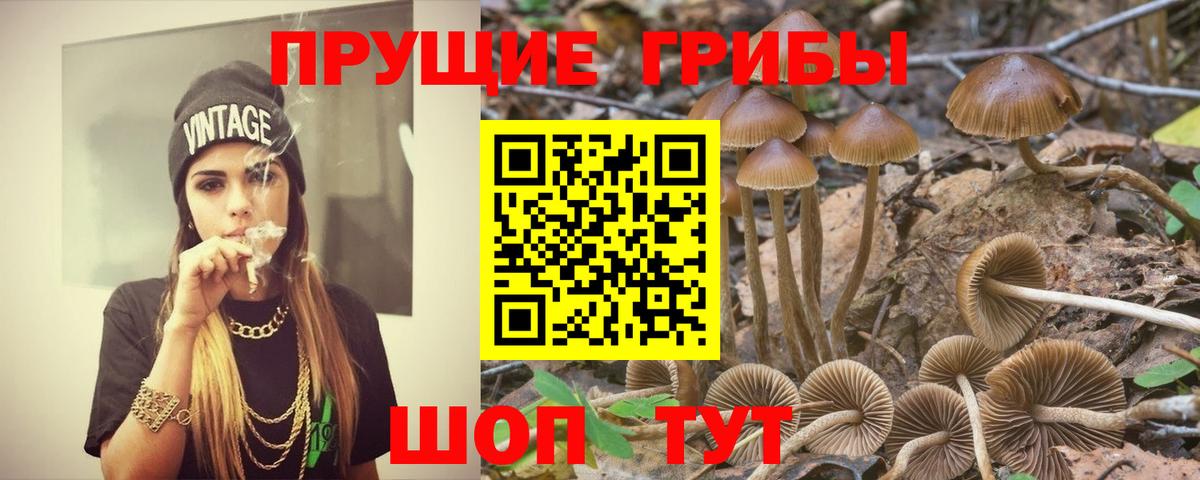 Псилоцибиновые грибы Cubensis Тобольск